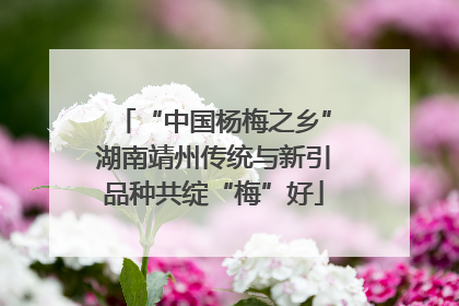 “中国杨梅之乡”湖南靖州传统与新引品种共绽“梅”好