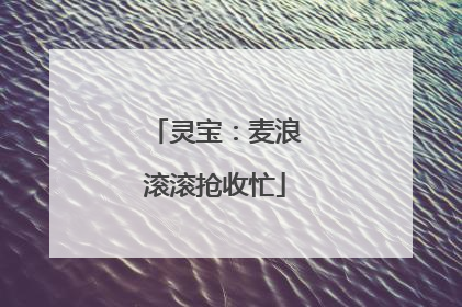 灵宝：麦浪滚滚抢收忙