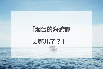 烟台的海鸥都去哪儿了？