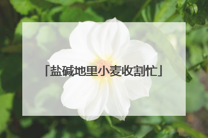 盐碱地里小麦收割忙