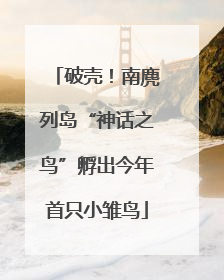 破壳！南麂列岛“神话之鸟”孵出今年首只小雏鸟