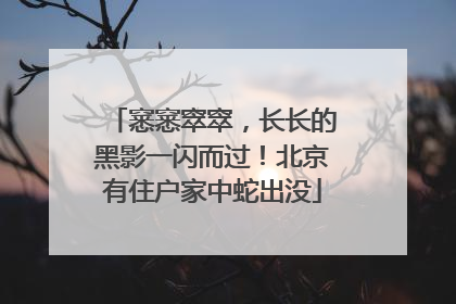 窸窸窣窣，长长的黑影一闪而过！北京有住户家中蛇出没