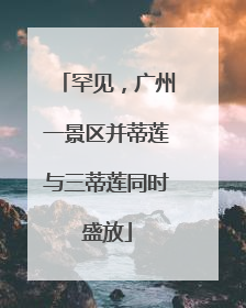 罕见，广州一景区并蒂莲与三蒂莲同时盛放