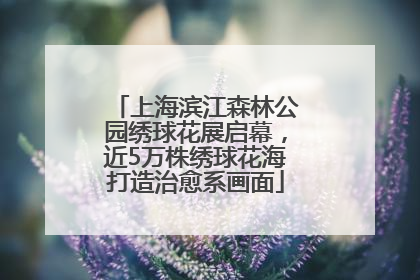上海滨江森林公园绣球花展启幕，近5万株绣球花海打造治愈系画面