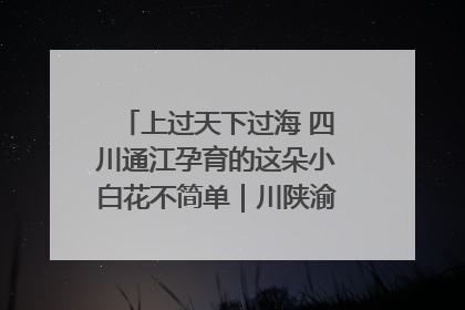 上过天下过海 四川通江孕育的这朵小白花不简单｜川陕渝网络名人巴中行