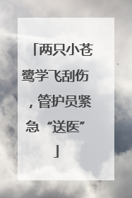 两只小苍鹭学飞刮伤，管护员紧急“送医”