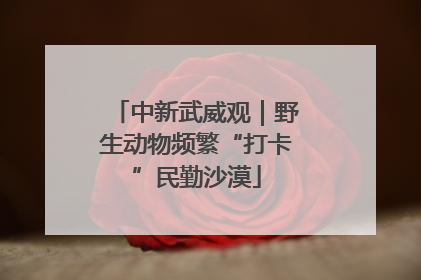 中新武威观｜野生动物频繁“打卡”民勤沙漠