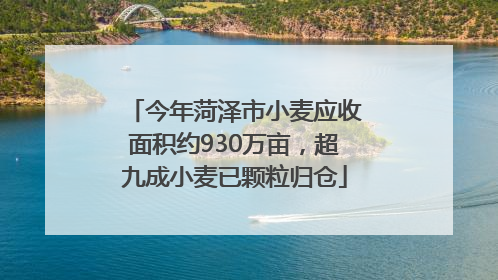今年菏泽市小麦应收面积约930万亩，超九成小麦已颗粒归仓