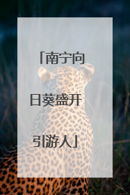 南宁向日葵盛开引游人