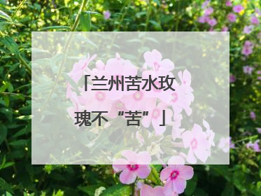 兰州苦水玫瑰不“苦”
