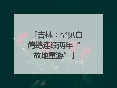 吉林：罕见白鸬鹚连续两年“故地重游”