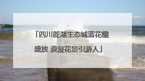 四川麓湖生态城蓝花楹盛放 浪漫花景引游人