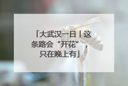大武汉一日丨这条路会“开花”，只在晚上有