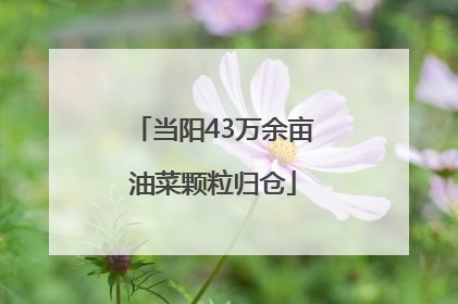 当阳43万余亩油菜颗粒归仓