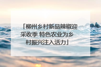 柳州乡村新品辣椒迎采收季 特色农业为乡村振兴注入活力