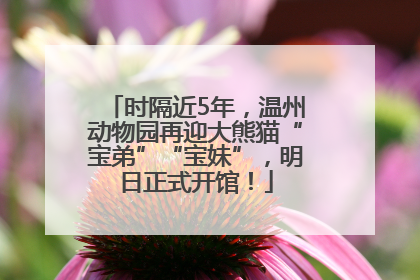 时隔近5年，温州动物园再迎大熊猫“宝弟”“宝妹”，明日正式开馆！