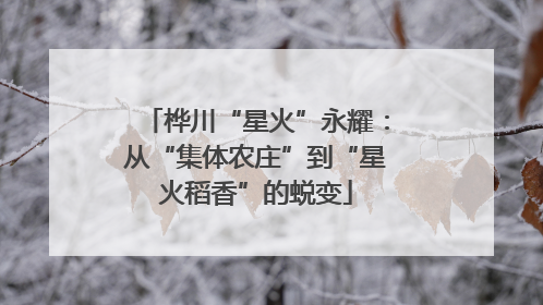 桦川“星火”永耀：从“集体农庄”到“星火稻香”的蜕变