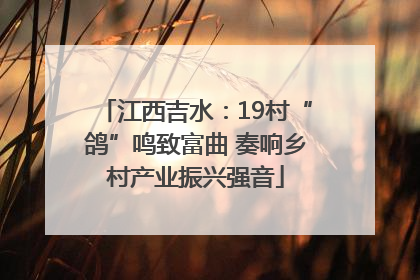 江西吉水：19村“鸽”鸣致富曲 奏响乡村产业振兴强音