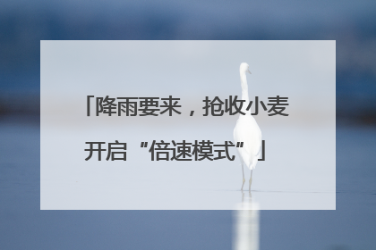 降雨要来，抢收小麦开启“倍速模式”