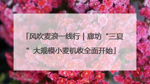 风吹麦浪一线行｜廊坊“三夏”大规模小麦机收全面开始