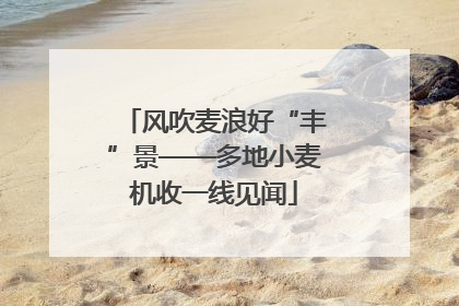 风吹麦浪好“丰”景——多地小麦机收一线见闻