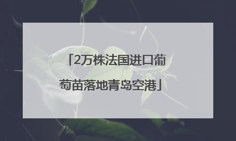 2万株法国进口葡萄苗落地青岛空港